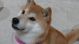 Kabosu, The Doge Meme Dog, Sadly Dies at 18